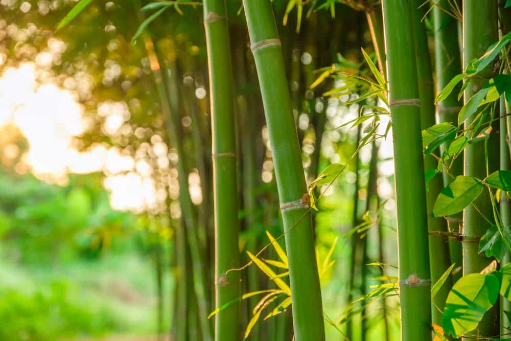 Comment faire une fosse septique écologique ?